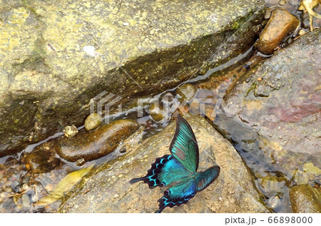 ミヤマカラスアゲハ140802am6:34-2 66898000