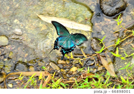 ミヤマカラスアゲハ140802am6:34 66898001