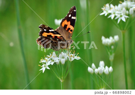 アカタテ140912pm12:09 66898002