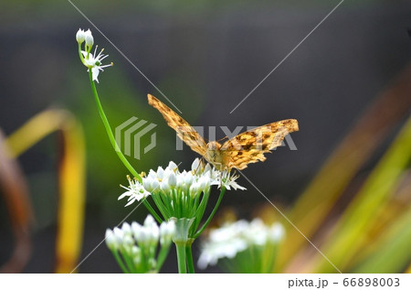 キタテハ140912pm12:08 66898003