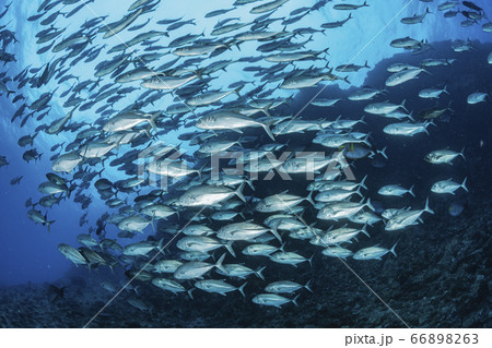 ギンガメアジ 66898263