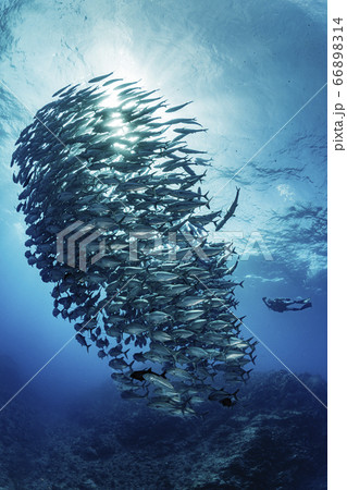 ギンガメアジ 66898314