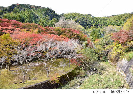 秋の南畑ダム　桜並木と紅葉の風景 66898473