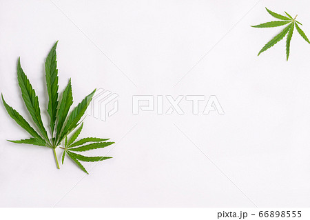 Cannabis marijuana cannabis leaves on white blank background. Floral background minimalism. Horizontal frame flat layout 66898555