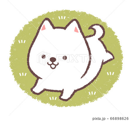 白柴犬ドッグランで走る 66898626