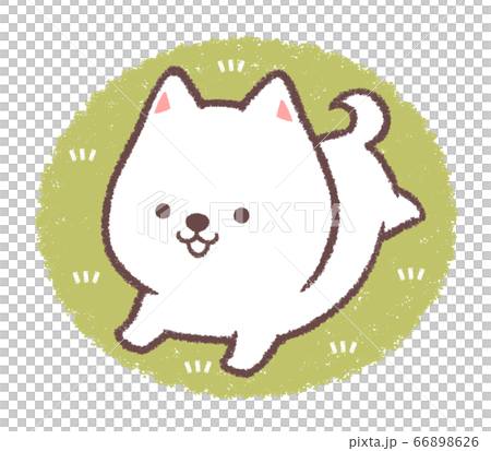 白柴犬ドッグランで走る 66898626