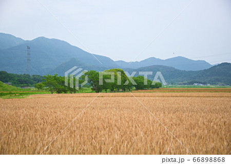 素敵な稲穂の風景 素敵な稲穂の風景 66898868