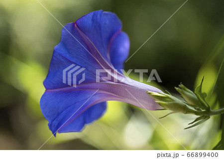 セイヨウヒルガオ セイヨウヒルガオ 66899400