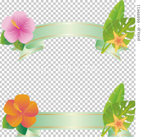 夏季芙蓉花龜背竹海星熱帶絲帶磁帶插圖材料集變化 66899411