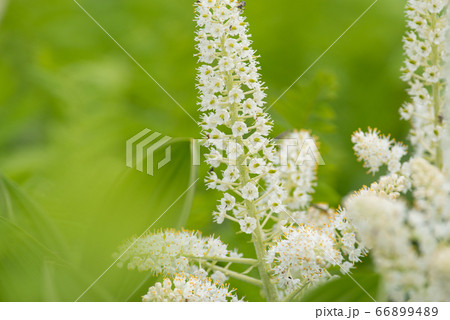 白い高山植物　　コバイケイソウ 66899489