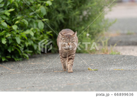 歩く猫 キジトラ猫の写真素材