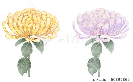 菊の花 紫と黄色のイラスト素材