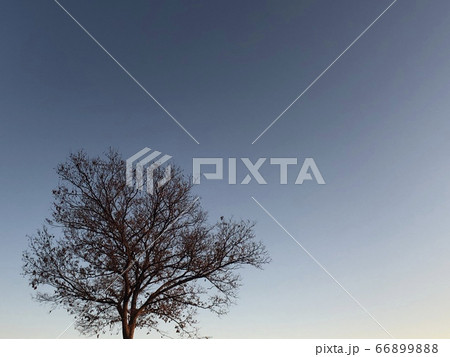 冬の夕暮れの暗い空と樹木のある風景の写真素材 6698