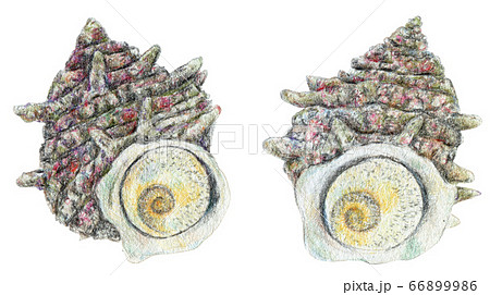 手描き 色鉛筆 栄螺 さざえ サザエのイラスト素材