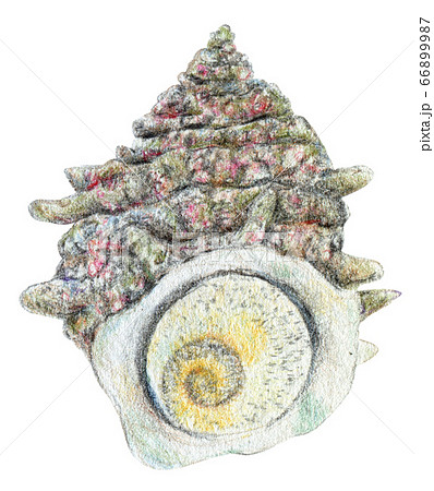 手描き 色鉛筆 栄螺 さざえ サザエのイラスト素材