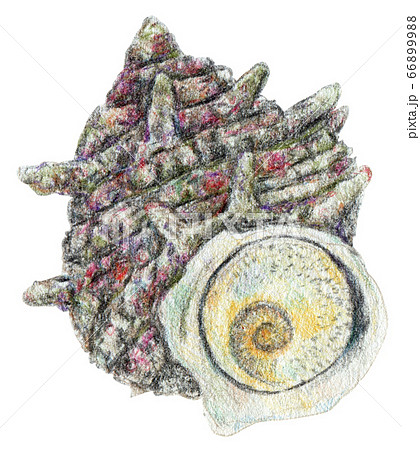 手描き 色鉛筆 栄螺 さざえ サザエのイラスト素材 6699