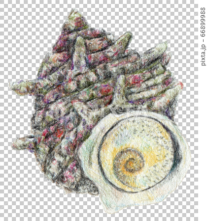 さざえさん 手書き イラスト アート 鉛筆画 手描き 色鉛筆 栄螺 さざえ サザエのイラスト素材 [66899988] - PIXTA