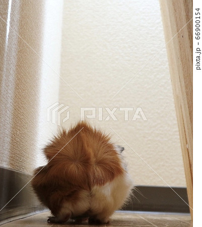 もるけつ(モルモットのおしり) 66900154