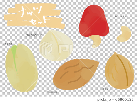 ナッツのイラストセット 66900155
