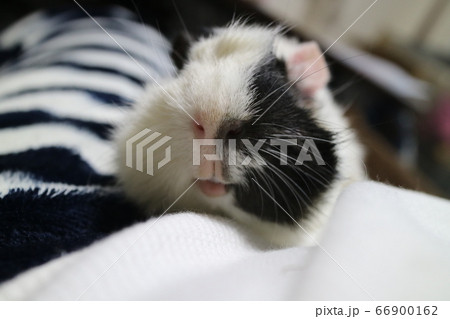 ベタ慣れモルモット 66900162
