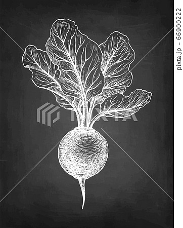 Chalk sketch of beetroot. Chalk sketch of beetroot. 66900222