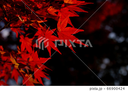 夜の赤紅葉 夜の赤紅葉 66900424