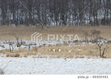 釧路湿原で生息するタンチョウ 66900483