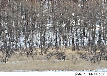 釧路湿原を飛翔するタンチョウ 66900484