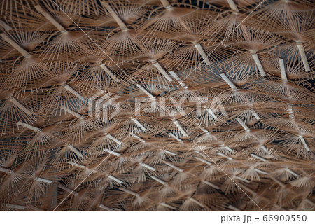 団扇の骨 66900550