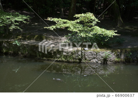 亀の風景 亀の風景 66900637