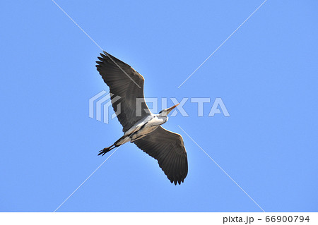 アオサギ 66900794