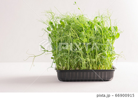 Micro grass greens sprouts in a container on white background. Horizontal frame copy space. Selective focus 66900915