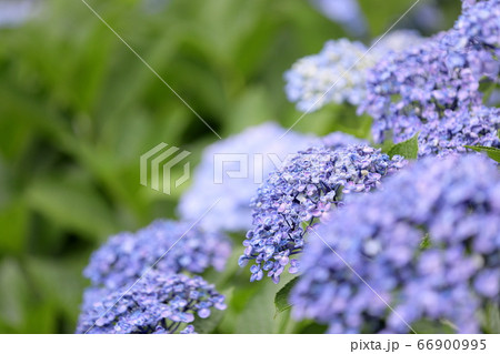 渦紫陽花 66900995