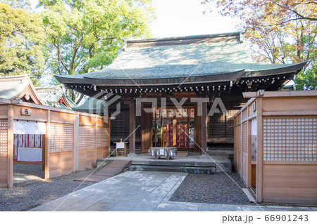 川越市 川越氷川神社 拝殿 毎年11月の風景 川越市 川越氷川神社 拝殿 毎年11月の風景 66901243
