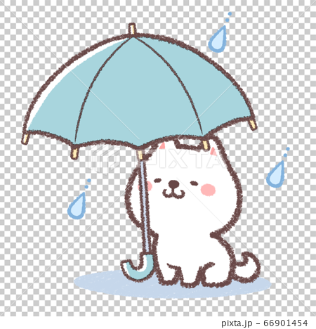 傘をさす白柴犬 66901454