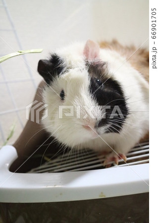 モルモット モルモット 66901705