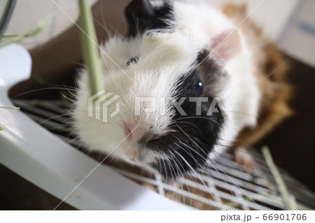 モルモット 66901706