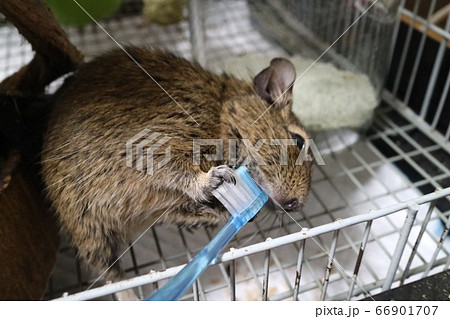 歯磨きをするデグー 66901707