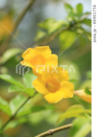 姫アリアケカズラ 南国の花 姫アリアケカズラ 南国の花 66901756