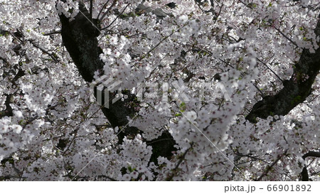 満開の桜 満開の桜 66901892
