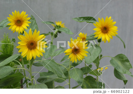 ひまわり 夏の花の写真素材