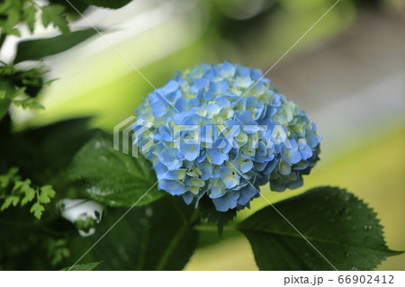 荒尾市　四山神社　あじさい、 66902412