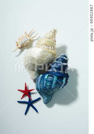 ヒトデ 季節 ヌキ 66902887