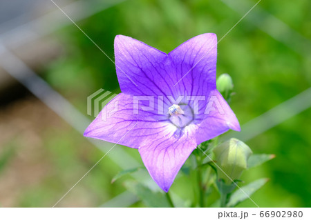 桔梗 66902980