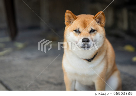 柴犬の写真素材