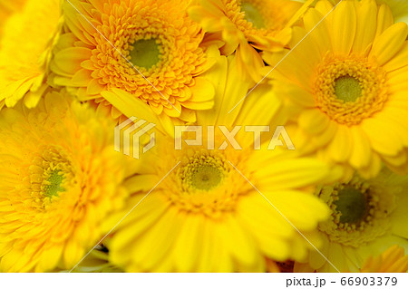 ガーベラ ガーベラ 66903379