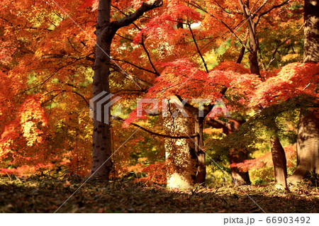 殿ヶ谷戸庭園 紅葉 殿ヶ谷戸庭園 紅葉 66903492