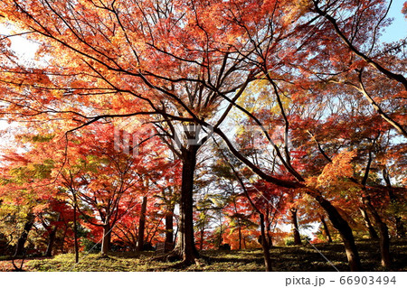 殿ヶ谷戸庭園 紅葉 殿ヶ谷戸庭園 紅葉 66903494