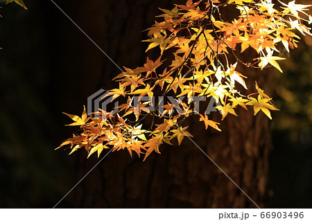 殿ヶ谷戸庭園 紅葉 殿ヶ谷戸庭園 紅葉 66903496