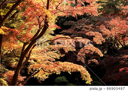 殿ヶ谷戸庭園 紅葉 殿ヶ谷戸庭園 紅葉 66903497